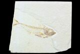 Bargain, Diplomystus Fossil Fish - Wyoming #101041-1